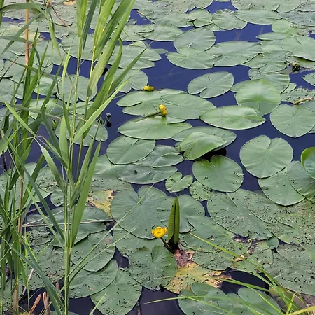 Villa Manipura Szemenyecsörnye