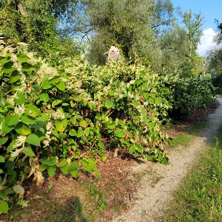 Manipura Villa Szemenyecsörnye