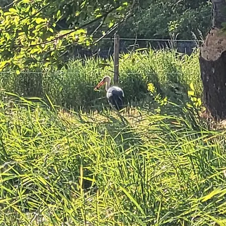 Villa Manipura Szemenyecsörnye