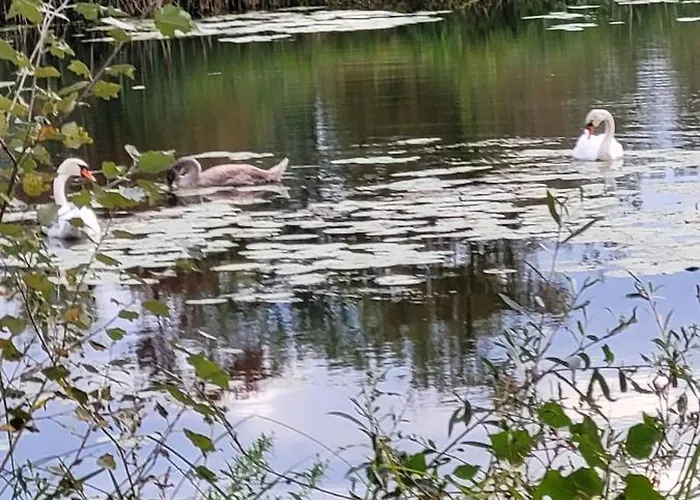 Manipura Szemenyecsörnye